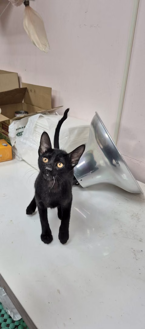 The cat, from the shelter's listing