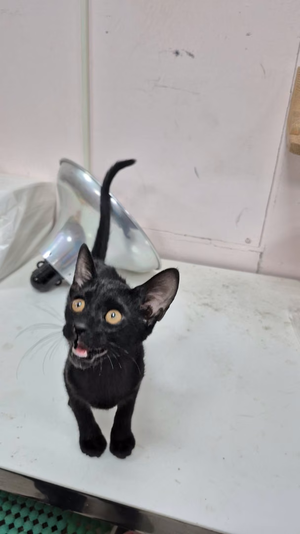The cat, from the shelter's listing