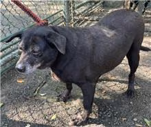 The dog, from the shelter's listing