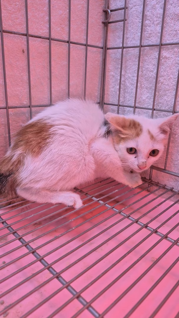 The cat, from the shelter's listing