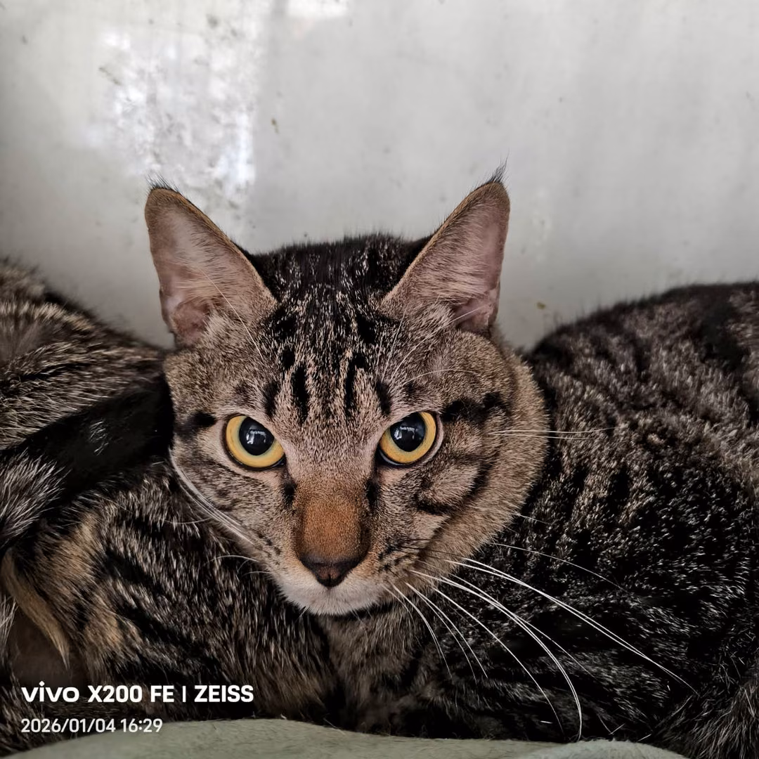 The cat, from the shelter's listing