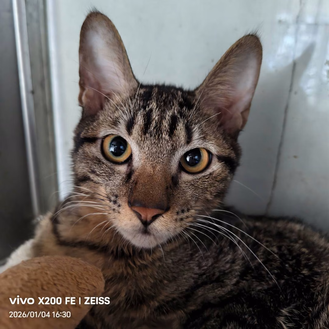 The cat, from the shelter's listing