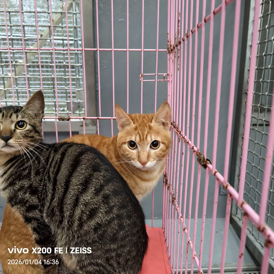 The cat, from the shelter's listing