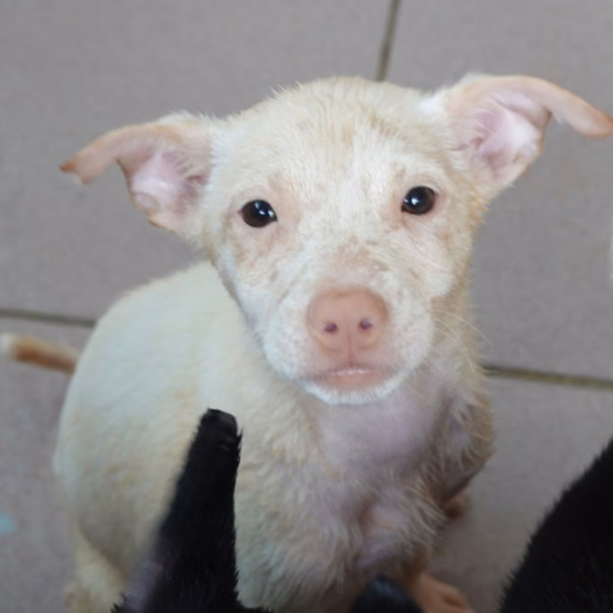 The dog, from the shelter's listing