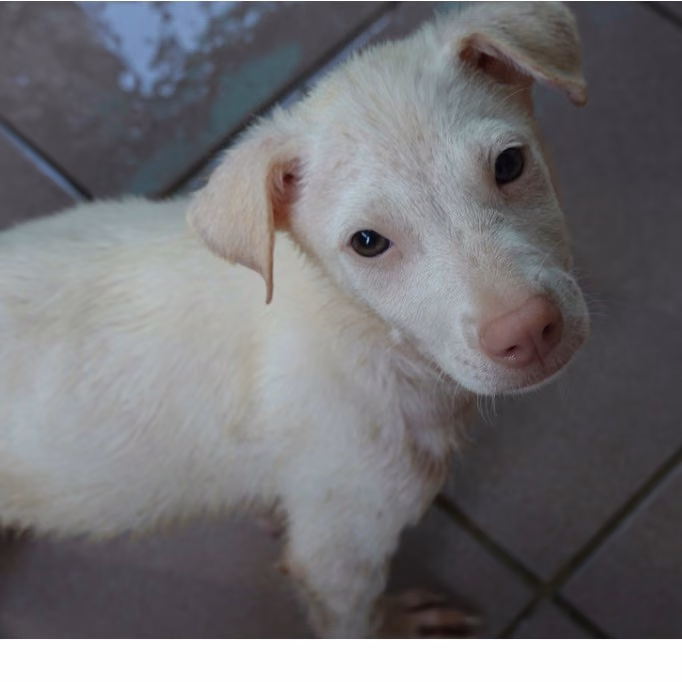 The dog, from the shelter's listing