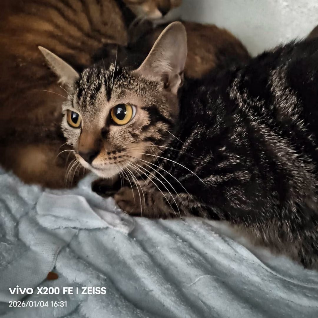 The cat, from the shelter's listing