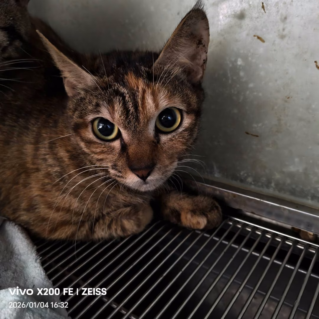 The cat, from the shelter's listing