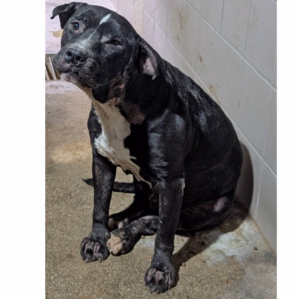 The dog, from the shelter's listing
