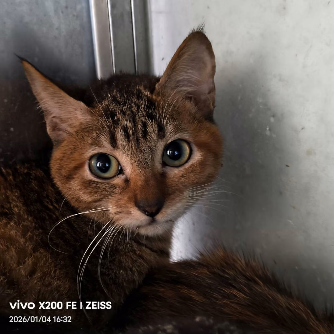 The cat, from the shelter's listing