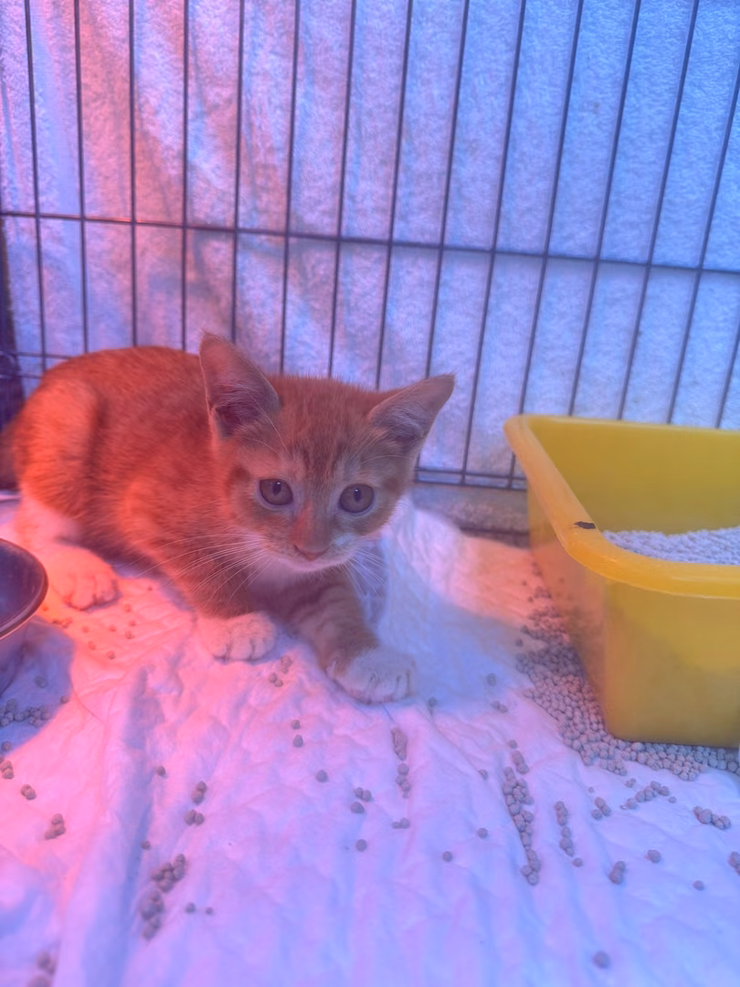The cat, from the shelter's listing