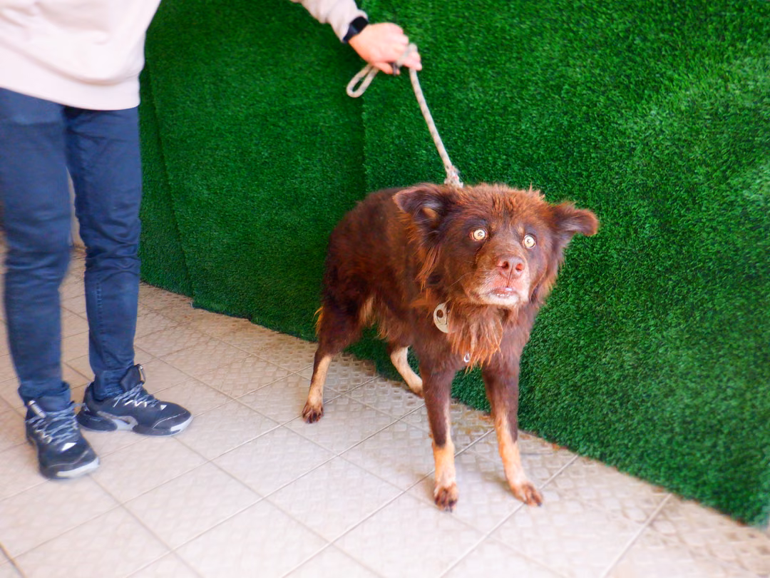 The dog, from the shelter's listing
