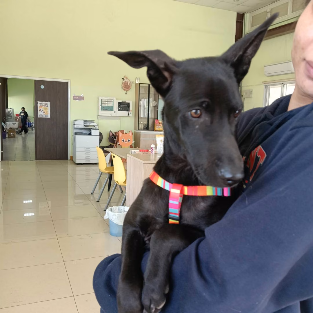 The dog, from the shelter's listing