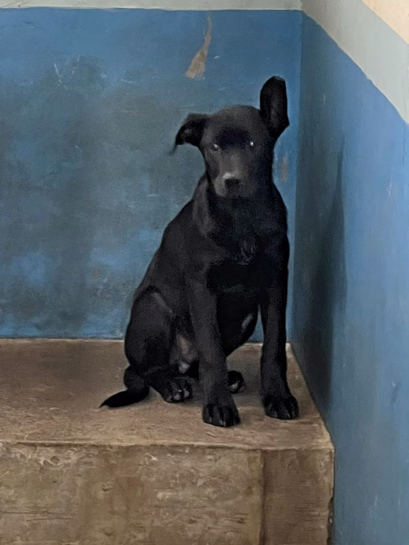 The dog, from the shelter's listing