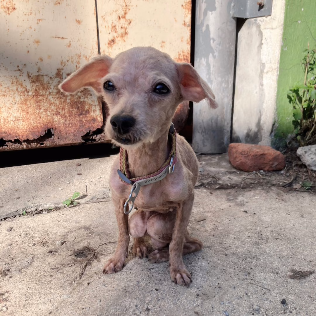 The dog, from the shelter's listing