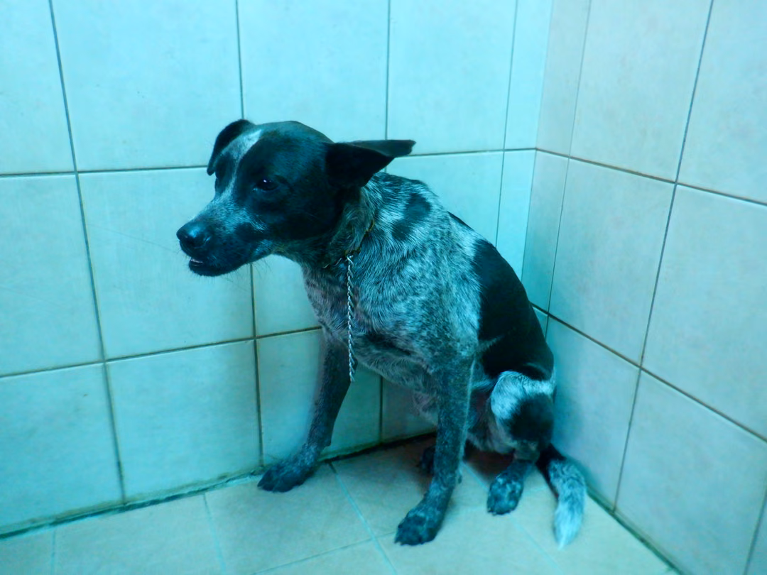 The dog, from the shelter's listing