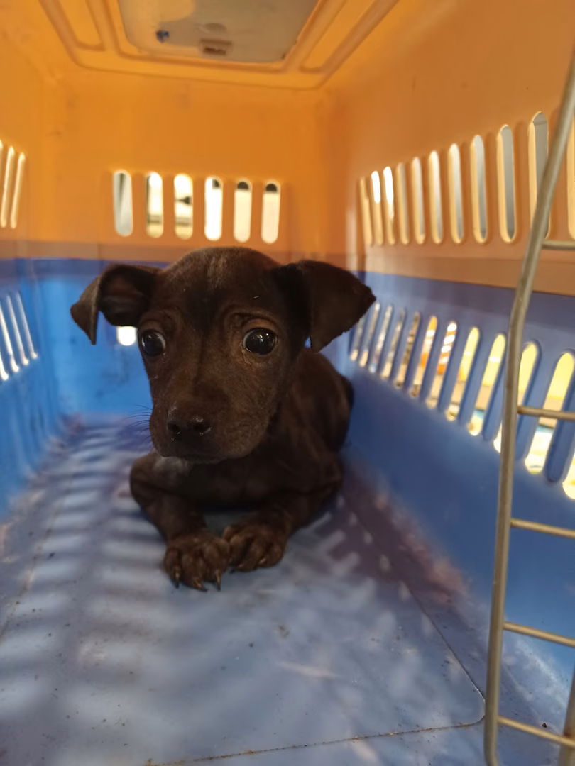 The dog, from the shelter's listing
