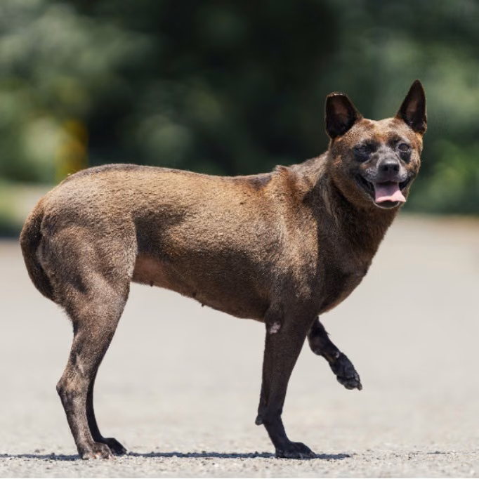The dog, from the shelter's listing