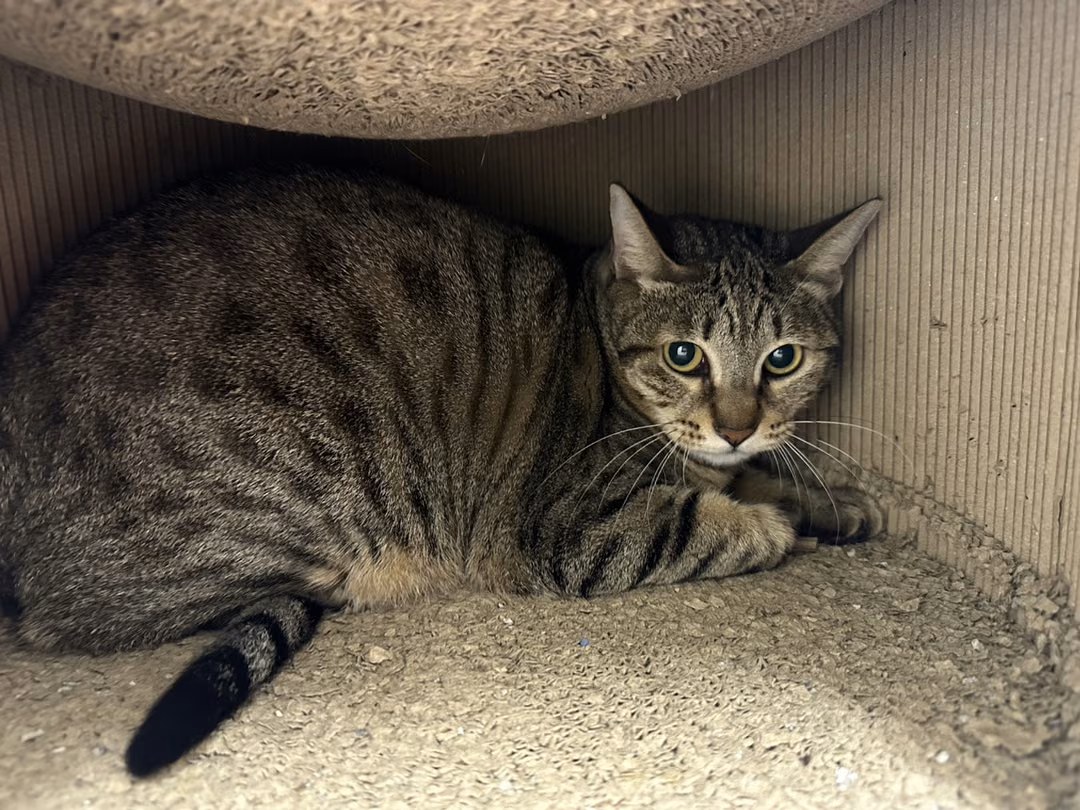 The cat, from the shelter's listing