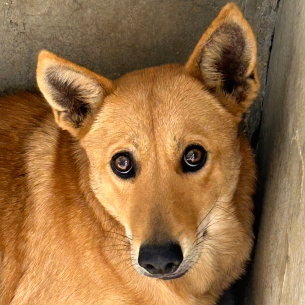 The dog, from the shelter's listing