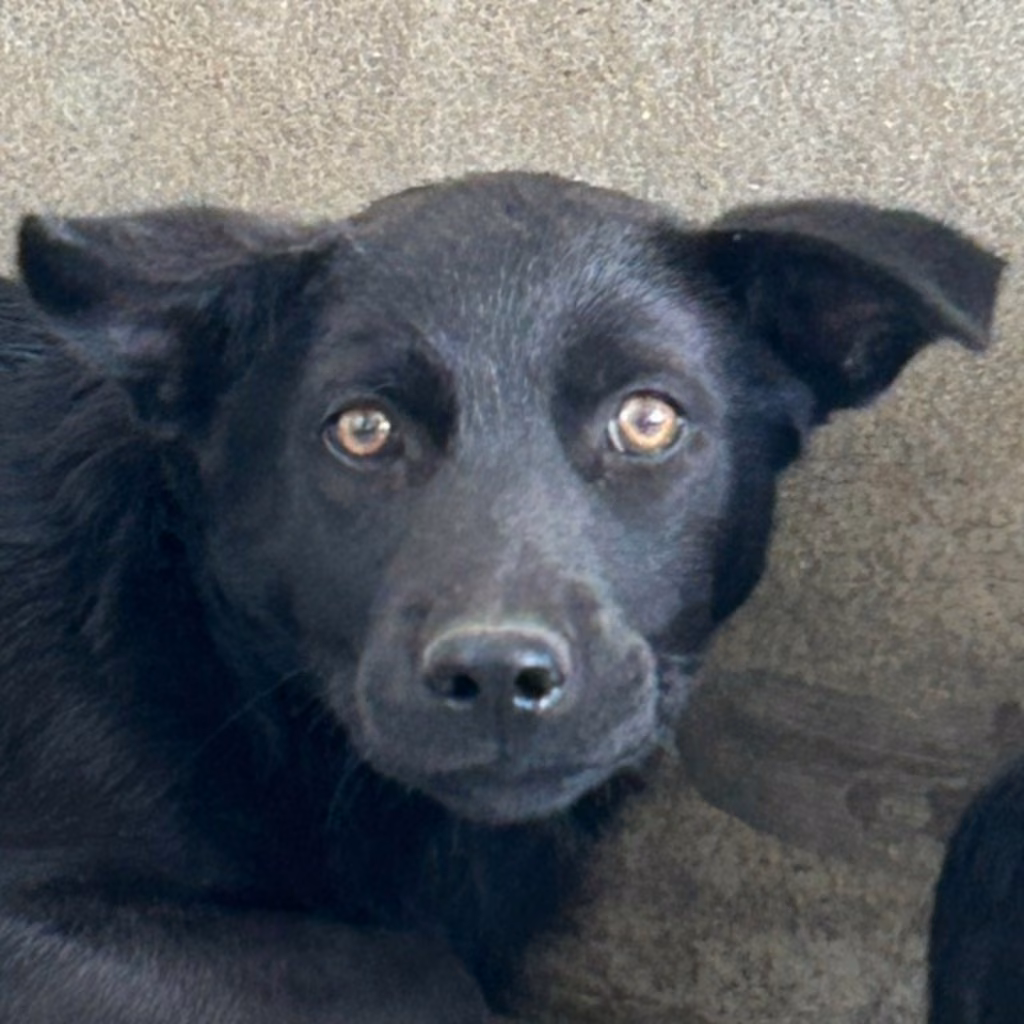 The dog, from the shelter's listing