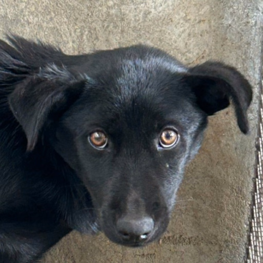 The dog, from the shelter's listing