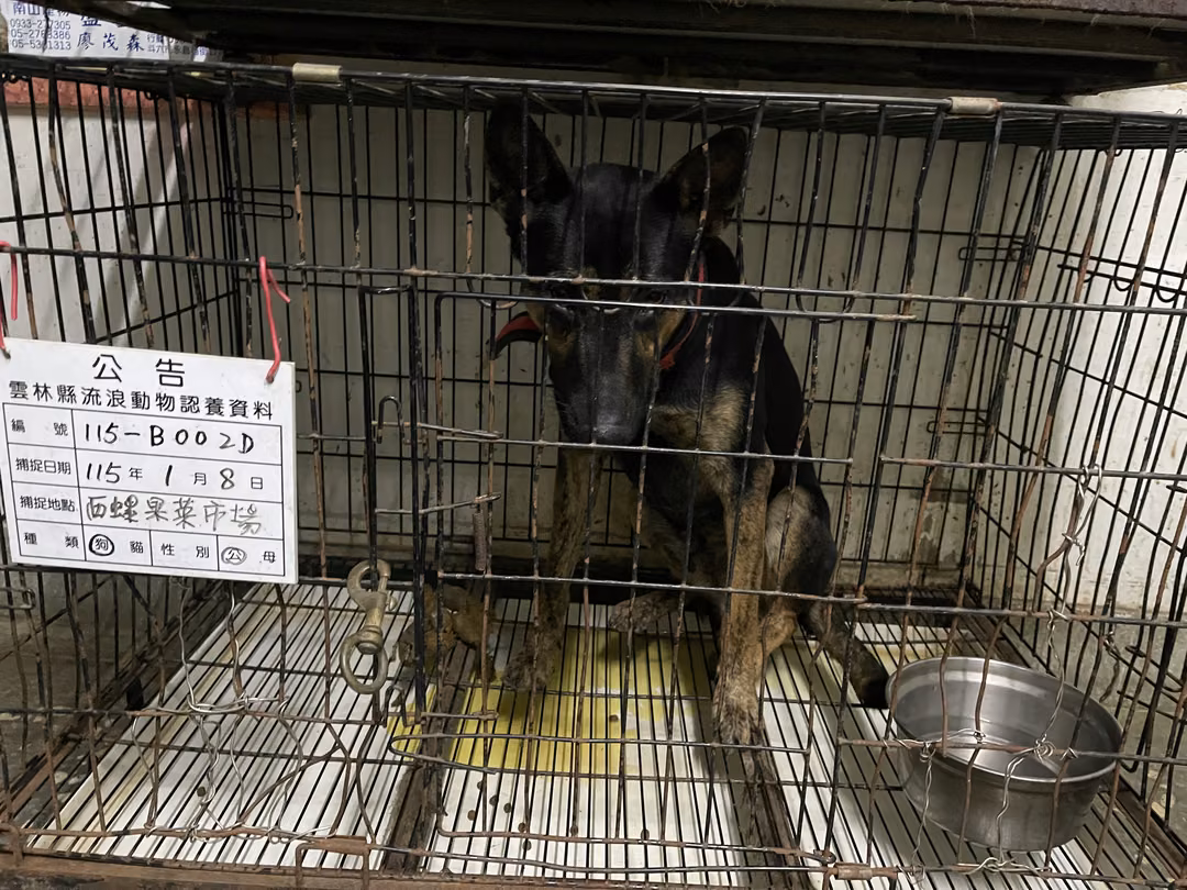 The dog, from the shelter's listing