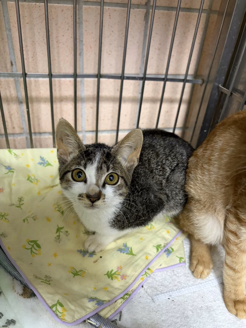 The cat, from the shelter's listing