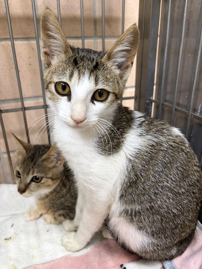 The cat, from the shelter's listing