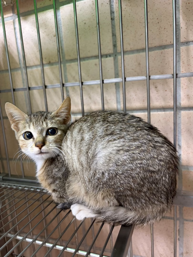 The cat, from the shelter's listing