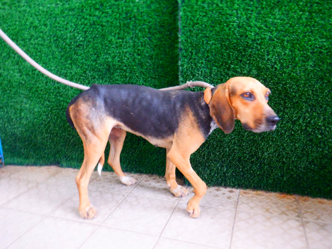 The dog, from the shelter's listing
