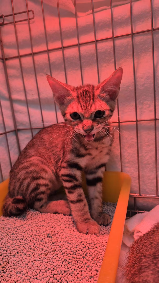 The cat, from the shelter's listing