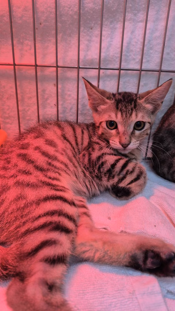 The cat, from the shelter's listing