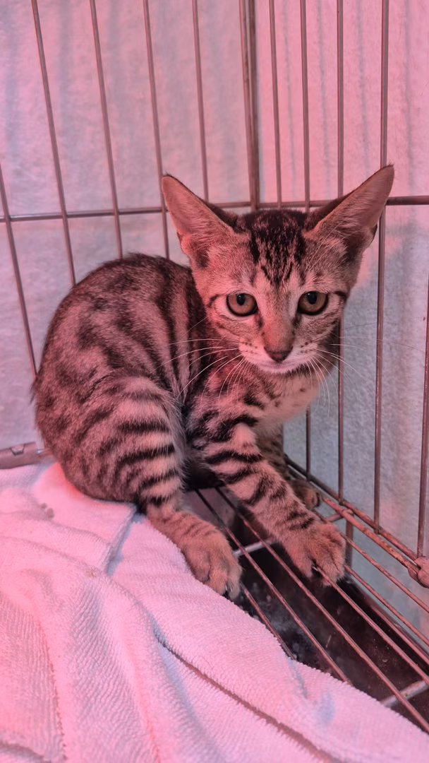 The cat, from the shelter's listing