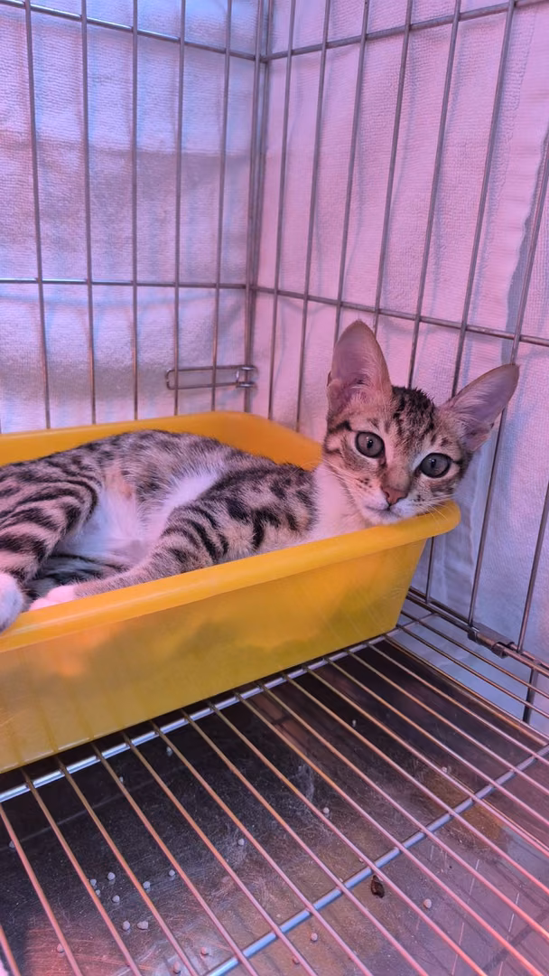 The cat, from the shelter's listing