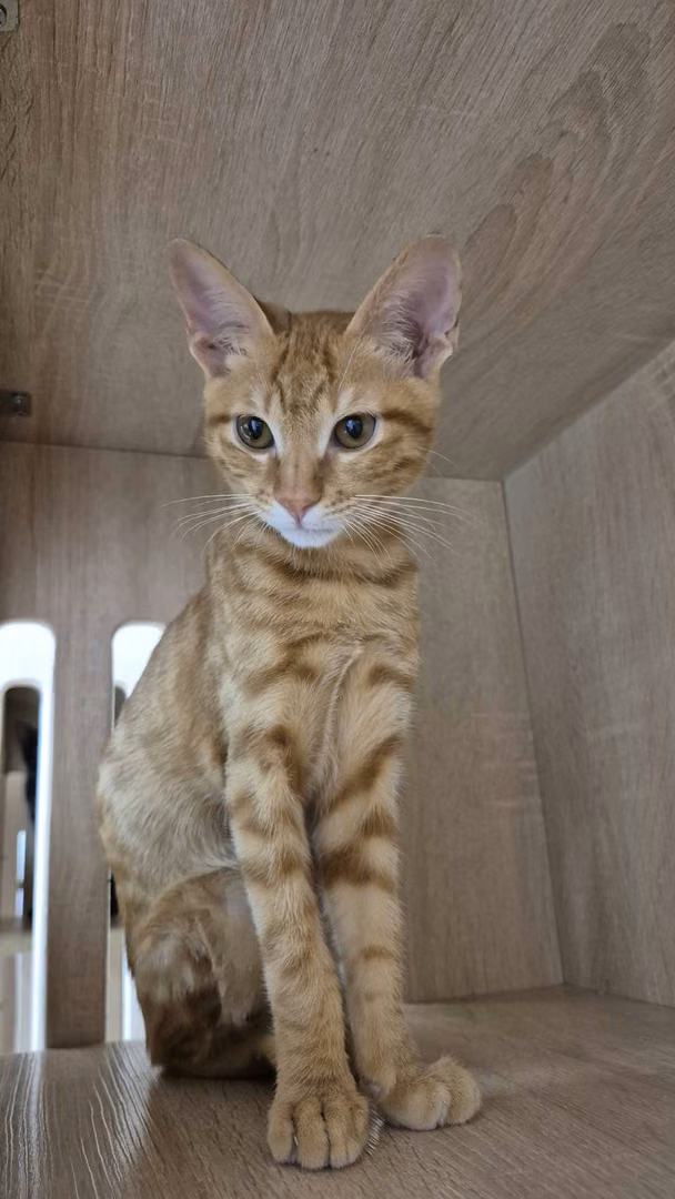 The cat, from the shelter's listing