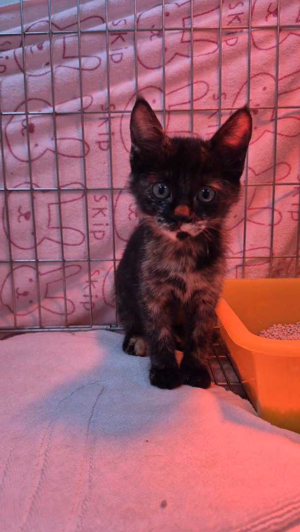 The cat, from the shelter's listing