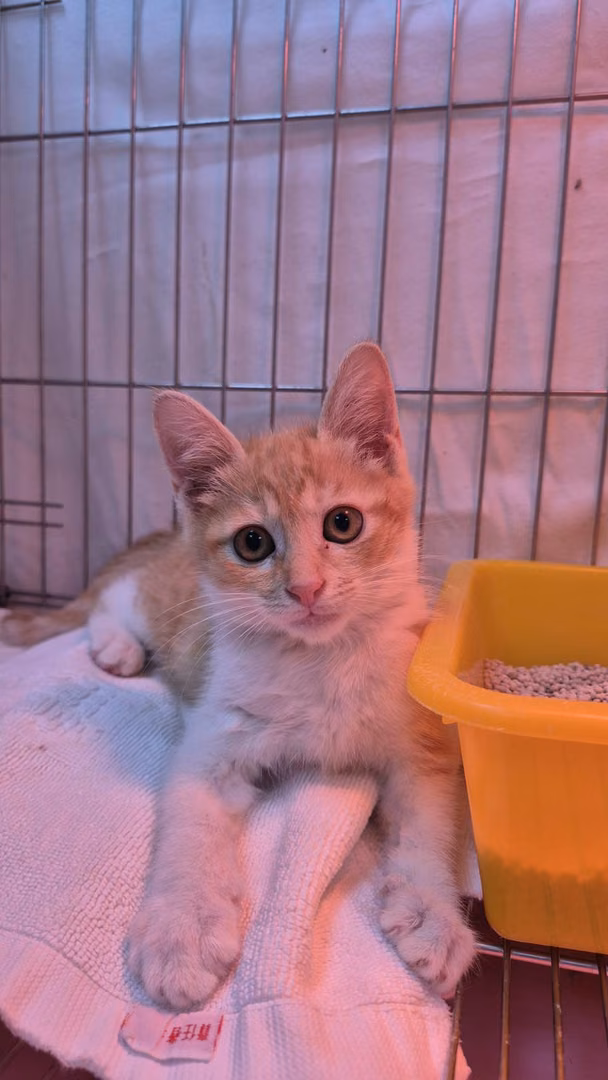 The cat, from the shelter's listing