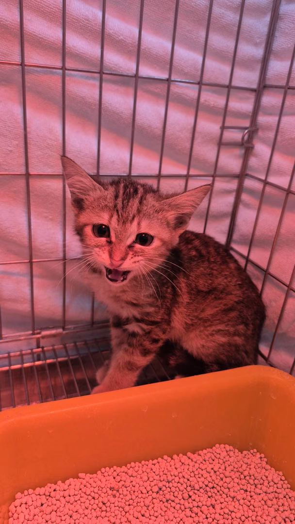 The cat, from the shelter's listing