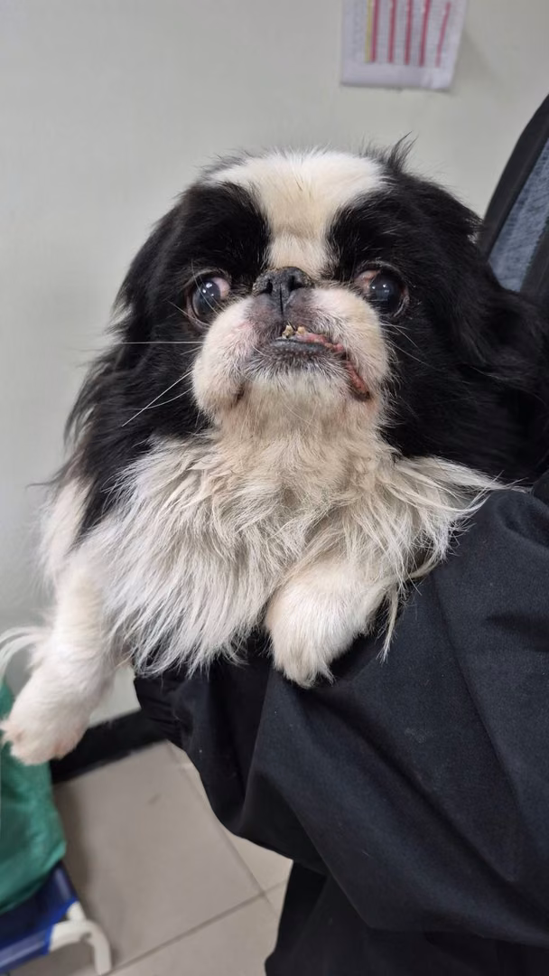 The dog, from the shelter's listing