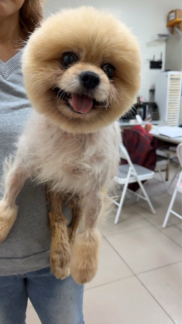 The dog, from the shelter's listing