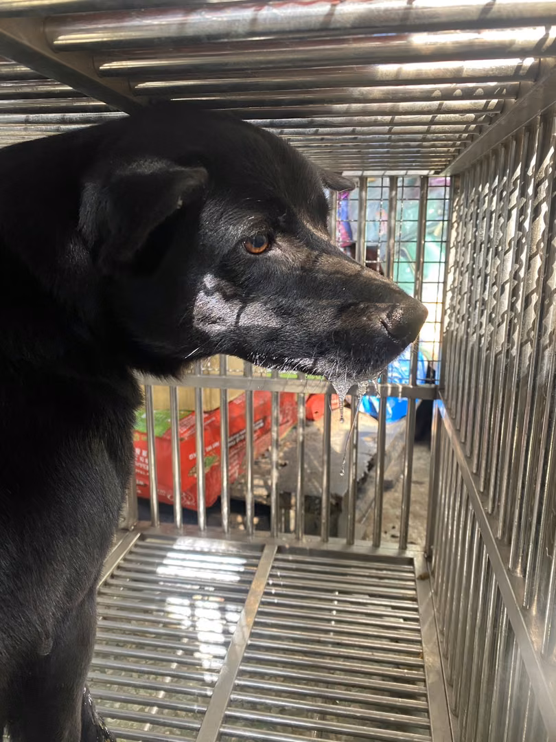 The dog, from the shelter's listing