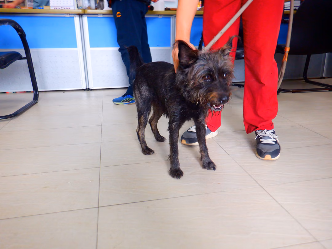 The dog, from the shelter's listing
