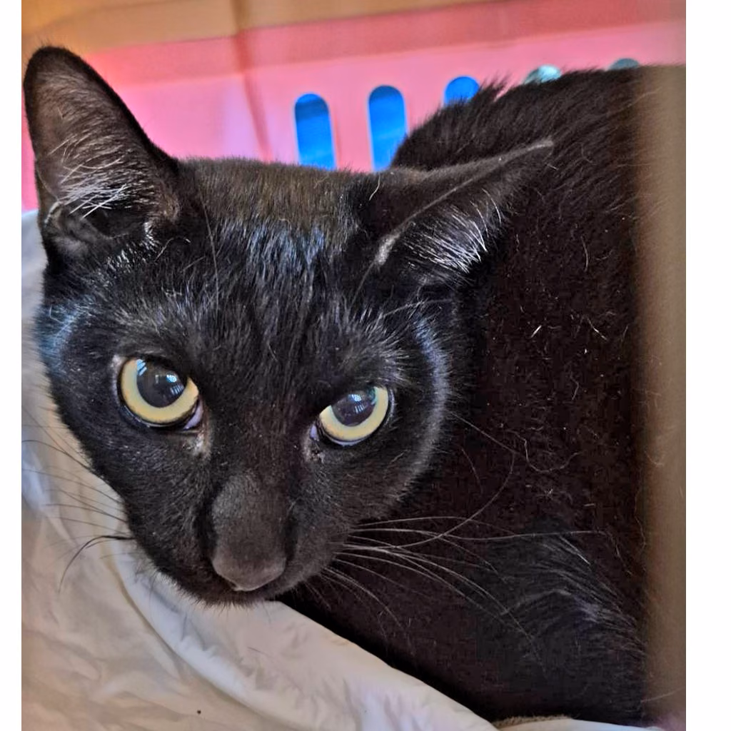 The cat, from the shelter's listing