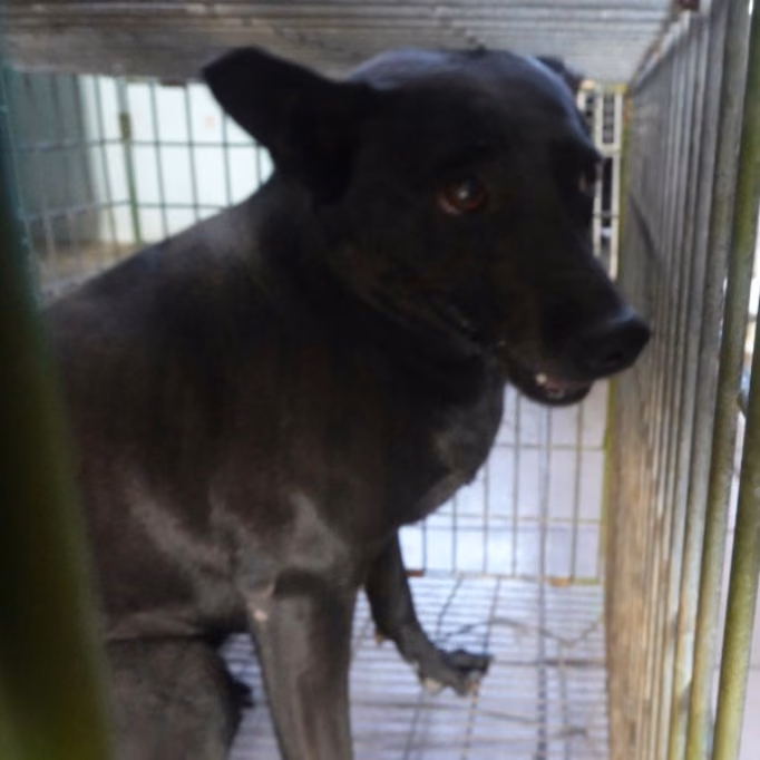 The dog, from the shelter's listing
