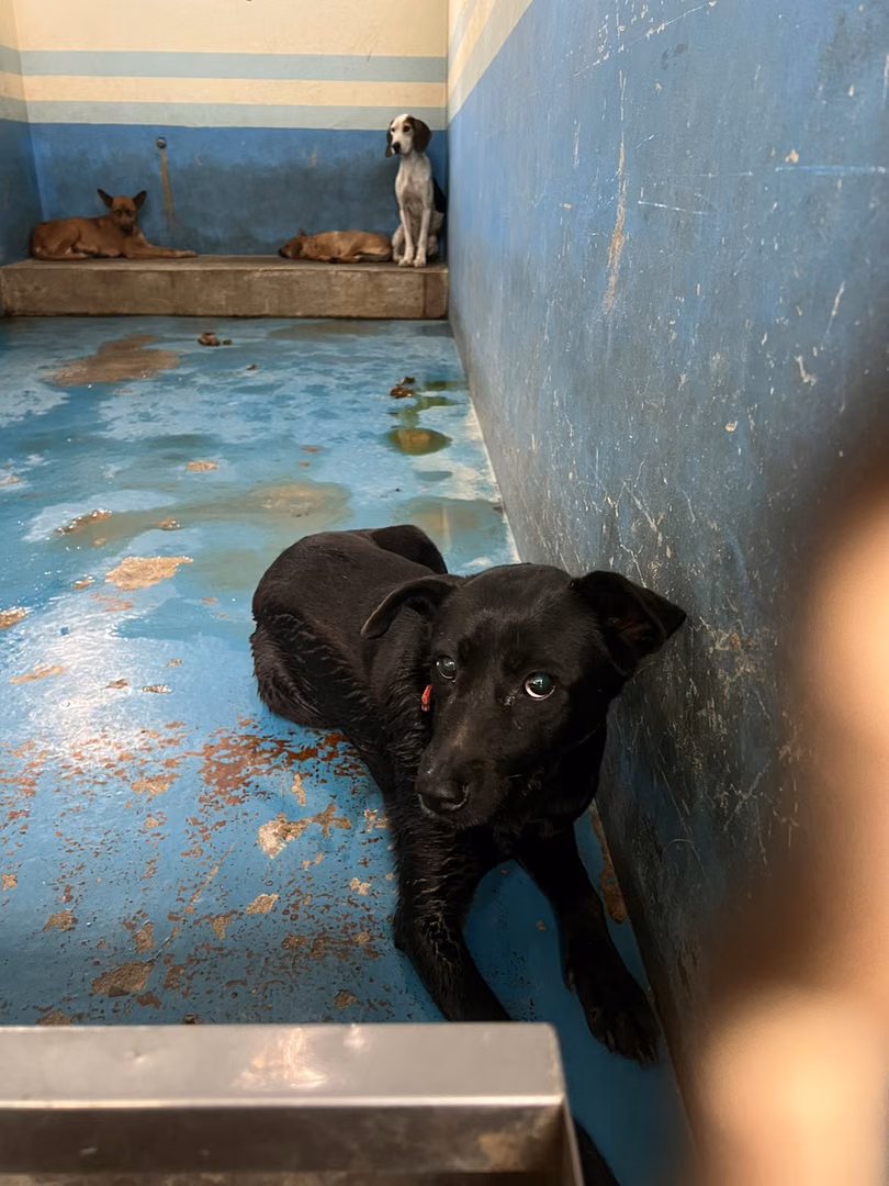 The dog, from the shelter's listing