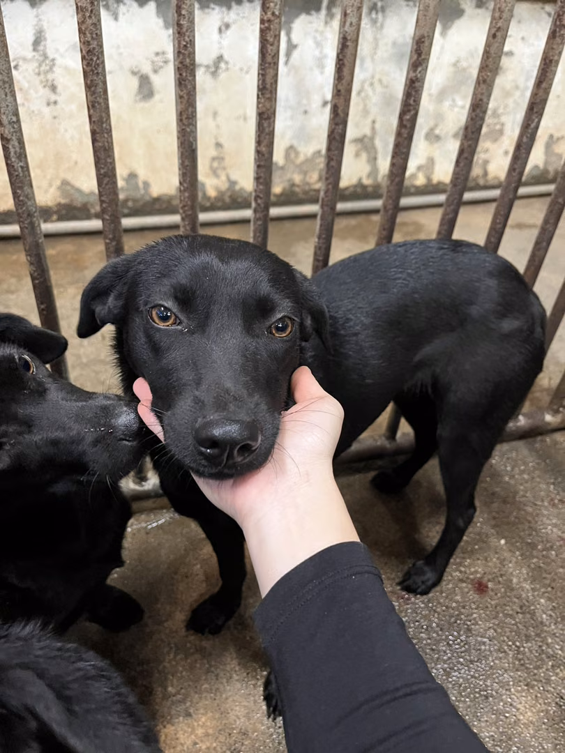 The dog, from the shelter's listing
