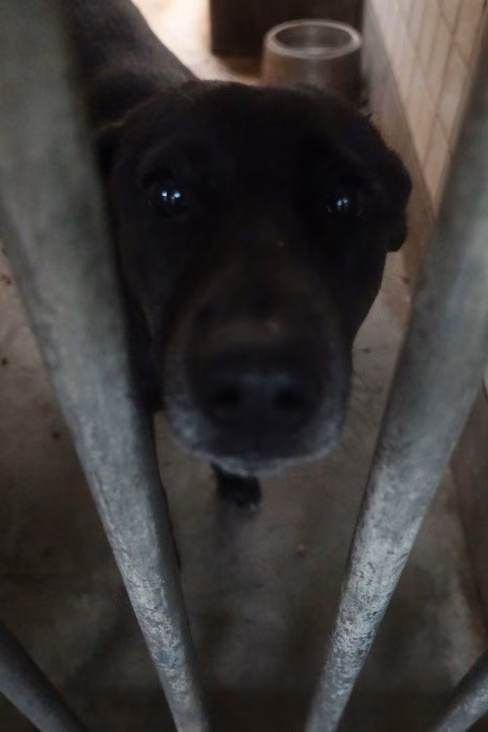 The dog, from the shelter's listing