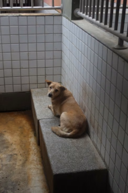 The dog, from the shelter's listing