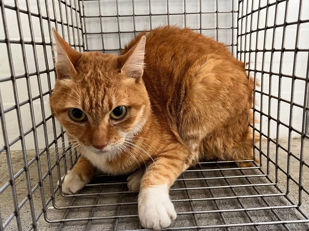 The cat, from the shelter's listing