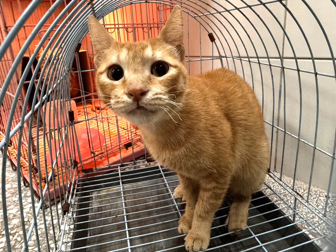 The cat, from the shelter's listing